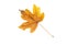 Autumn maple fallen leaf isolated on white. Transparent png in the additional format