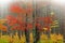 Autumn Maple in Foggy Pine Forest