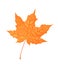 Autumn maple foliage. Creative vector illustration. Orange leaf with water drops. Design element.