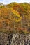 Autumn Maple Grove in the Rocky Mountains of Vermont