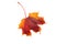 Autumn maple leaf