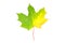 Autumn maple leaf