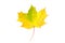 Autumn maple leaf