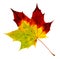 Autumn Maple Leaf