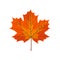 Autumn maple leaf.