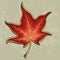 Autumn maple leaf