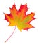 Autumn maple leaf