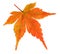 Autumn Maple leaf