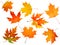 Autumn maple-leaf