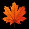 Autumn maple leaf