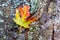 Autumn maple leaf against tree bark, soft focus, shallow depth of field