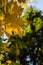 Autumn maple leaf with blurred view of old spruce tree in the background.