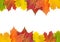 Autumn maple leaf border