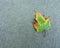 Autumn Maple Leaf Changing Green to Yellow