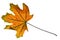 Autumn maple leaf closeup object in details, bright and colorful, white background isolated, macro photo, depth of field entire