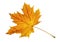 Autumn maple leaf closeup object in details, bright and colorful, white background isolated, macro photo, depth of field entire