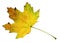 Autumn maple leaf closeup object in details, bright and colorful, white background isolated, macro photo, depth of field entire