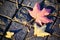 Autumn maple leaf on the cobble stone