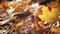 Autumn maple leaf forest background