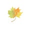 Autumn maple leaf in green, yellowish and orange colors, seasonal illustration