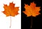 Autumn maple leaf isolated on white and black backgrounds. Buffy-orange maple leaf
