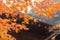 autumn maple leaf nature travel scene