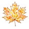 A autumn maple leaf and paint splashes , drops, blots