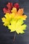 Autumn maple leaf palette