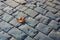 Autumn maple leaf on stone pavement