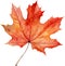 Autumn Maple Leaf Watercolor Clipart