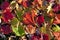 Autumn maple leafs on the ground