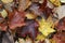 Autumn Maple Leaves