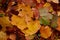 Autumn maple leaves as background Group autumn colour leaves. Outdoor