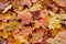 Autumn maple leaves as background Group autumn colour leaves. Outdoor