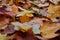 Autumn maple leaves as background Group autumn colour leaves. Outdoor