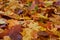 Autumn maple leaves as background Group autumn colour leaves. Outdoor