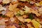 Autumn maple leaves as background Group autumn colour leaves. Outdoor