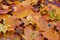 Autumn maple leaves as background Group autumn colour leaves. Outdoor