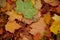 Autumn maple leaves as background Group autumn colour leaves. Outdoor