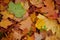 Autumn maple leaves as background Group autumn colour leaves. Outdoor