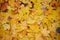 Autumn maple leaves as background Group autumn colour leaves. Outdoor