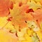 The autumn maple leaves a background