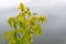 Autumn maple leaves on a blurred background