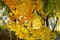 Autumn maple leaves close up background. Acer truncatum, Shantung maple. Fall colors