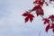 Autumn maple leaves close up background. Acer truncatum, Shantung maple. Fall colors