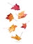 Autumn maple leaves falling down