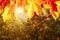 Autumn maple leaves in the forest in the rays of the setting sun - beautiful autumn background