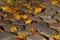 Autumn maple leaves on garden paving stones