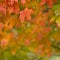 Autumn Maple Leaves hanging from tree