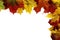 Autumn maple leaves lie on a white background with place for text